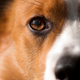 Illustration for article titled Shooting Challenge Pets Gallery 5